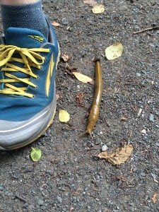 Giant banana slug