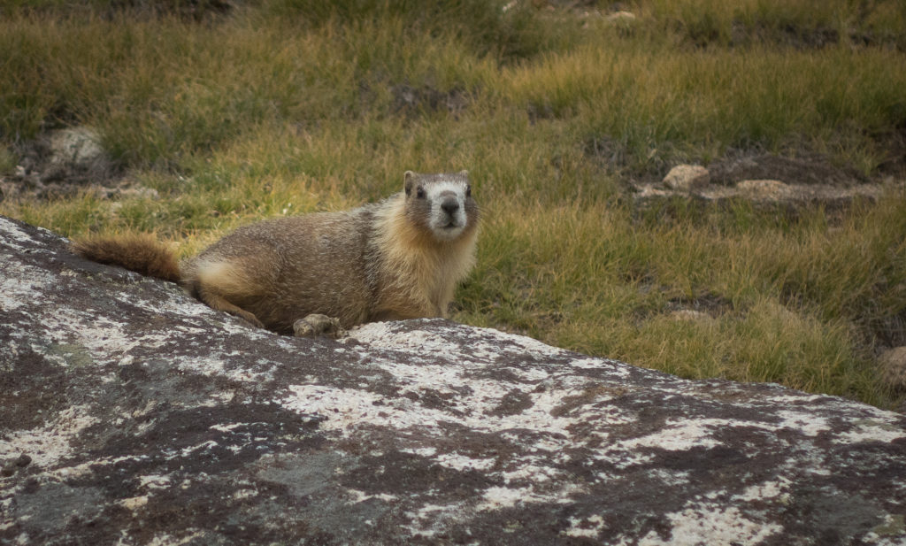 Our first Marmot! His name is Abel