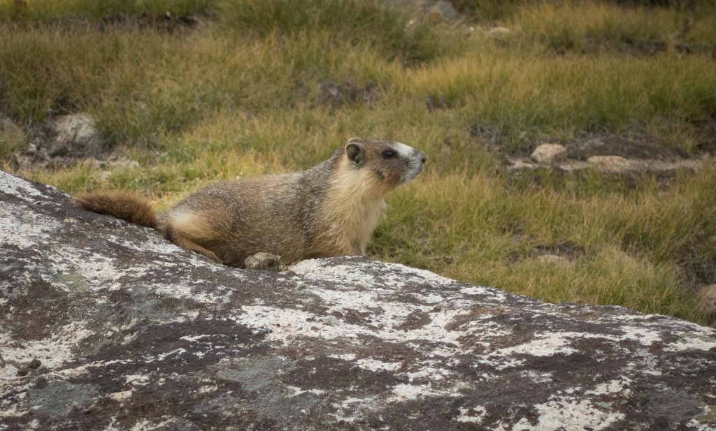 Hi Marmot. 