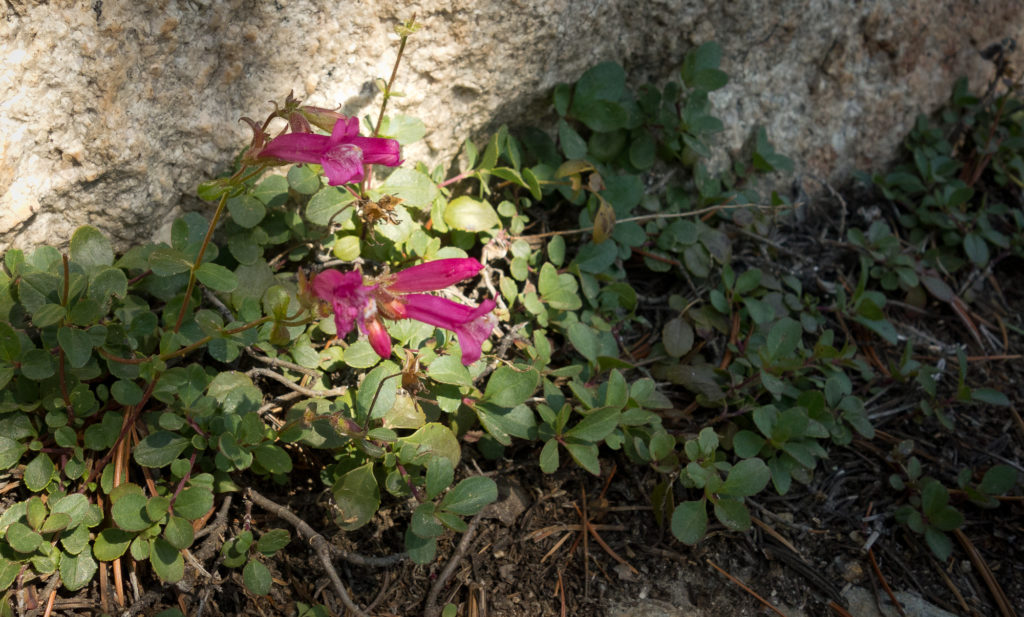 Sierra wild flowers