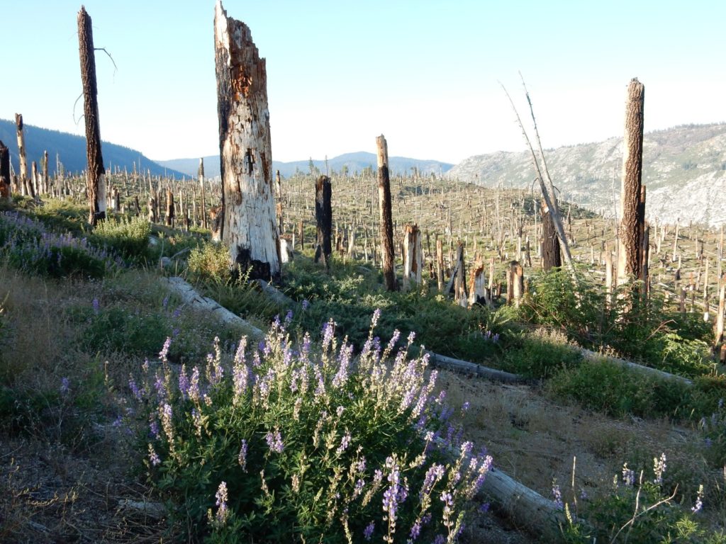 crazy downed trees