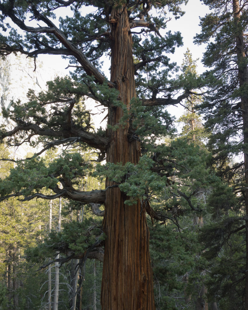 Sequoia Tree