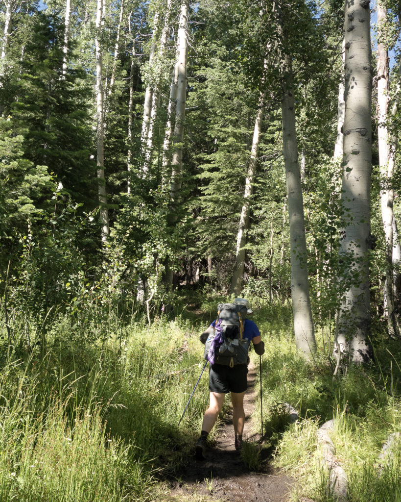 Aspen Forest John Muir Trail