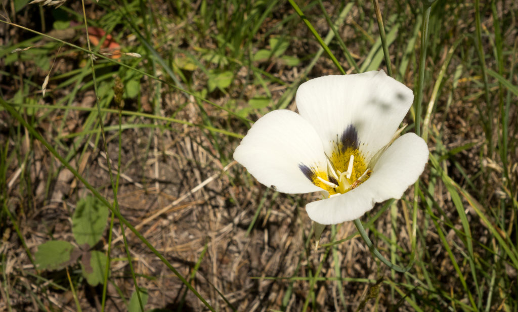 Flowers John Muir Trail