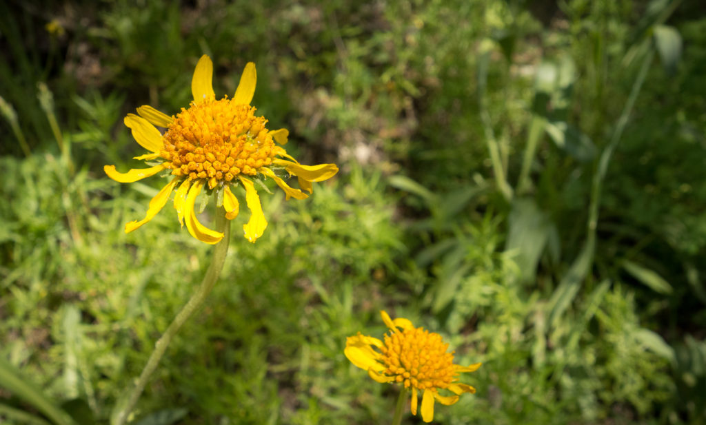 Baslamroot. Sierra Nevada Wildflowers