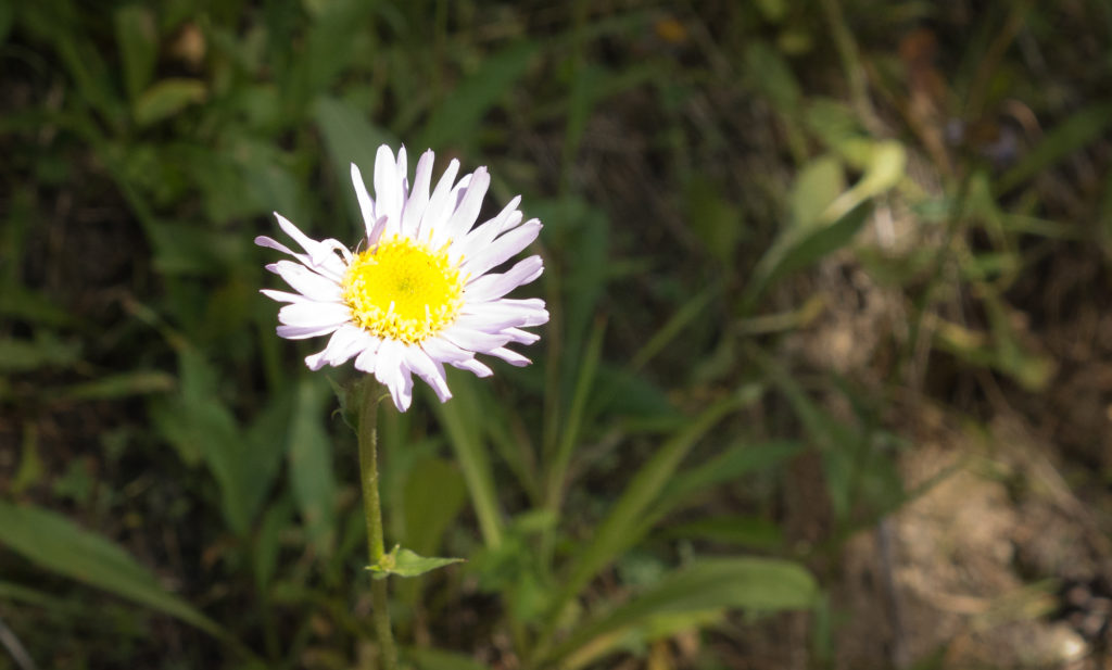 Sierra Nevada Wildflowers