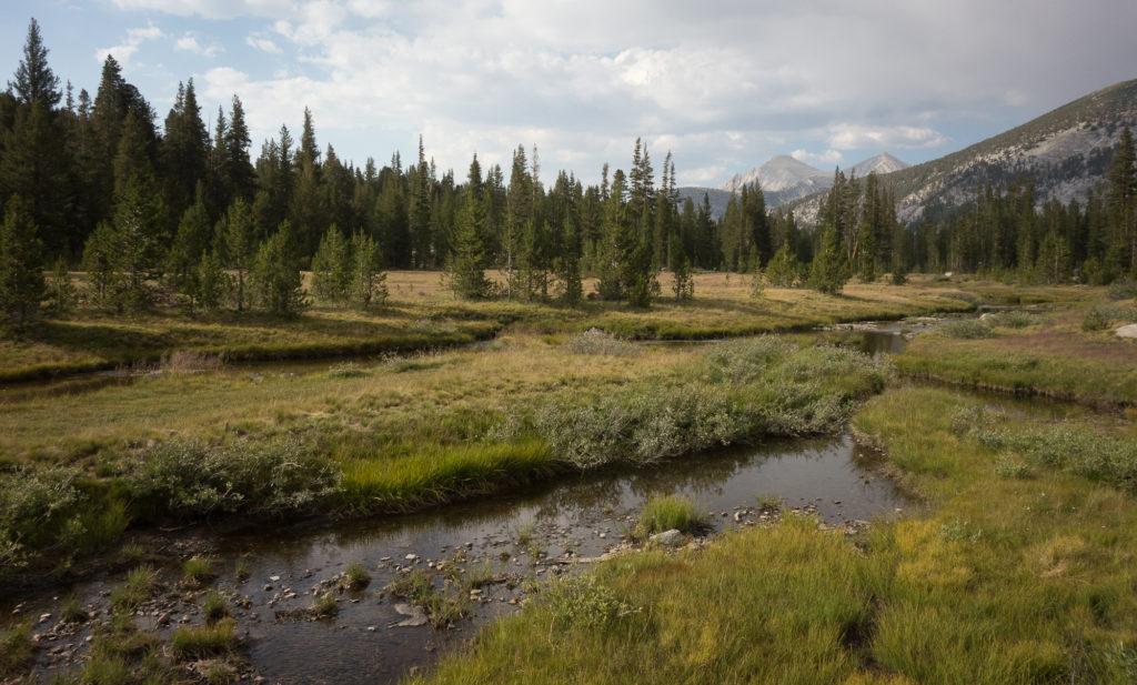 Meadow