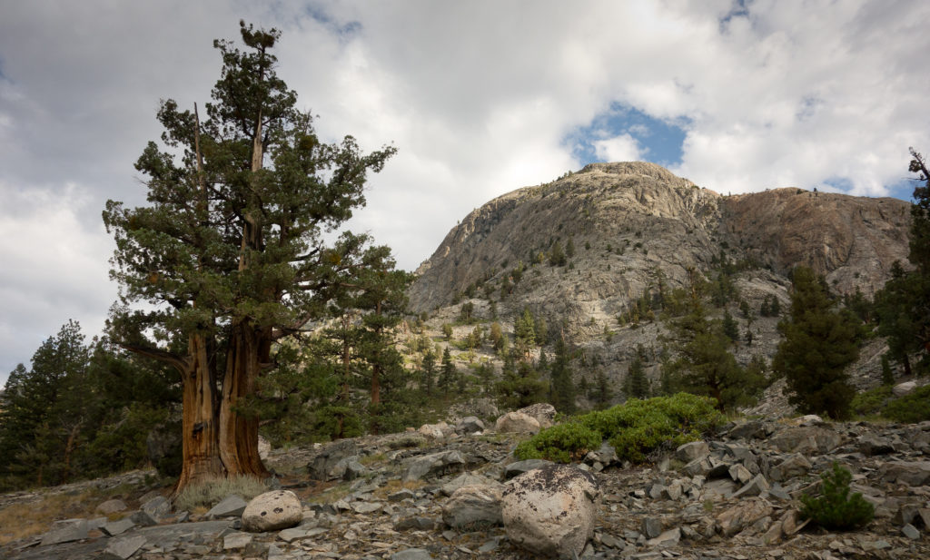 Sequoia tree in Kings Canyon