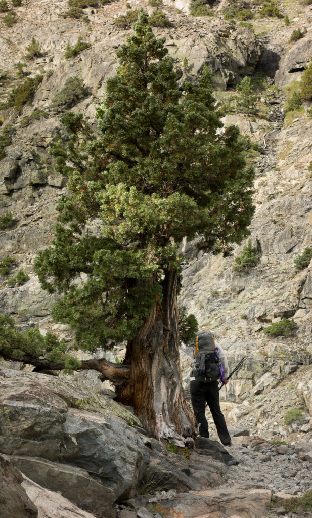 Sequoia Tree