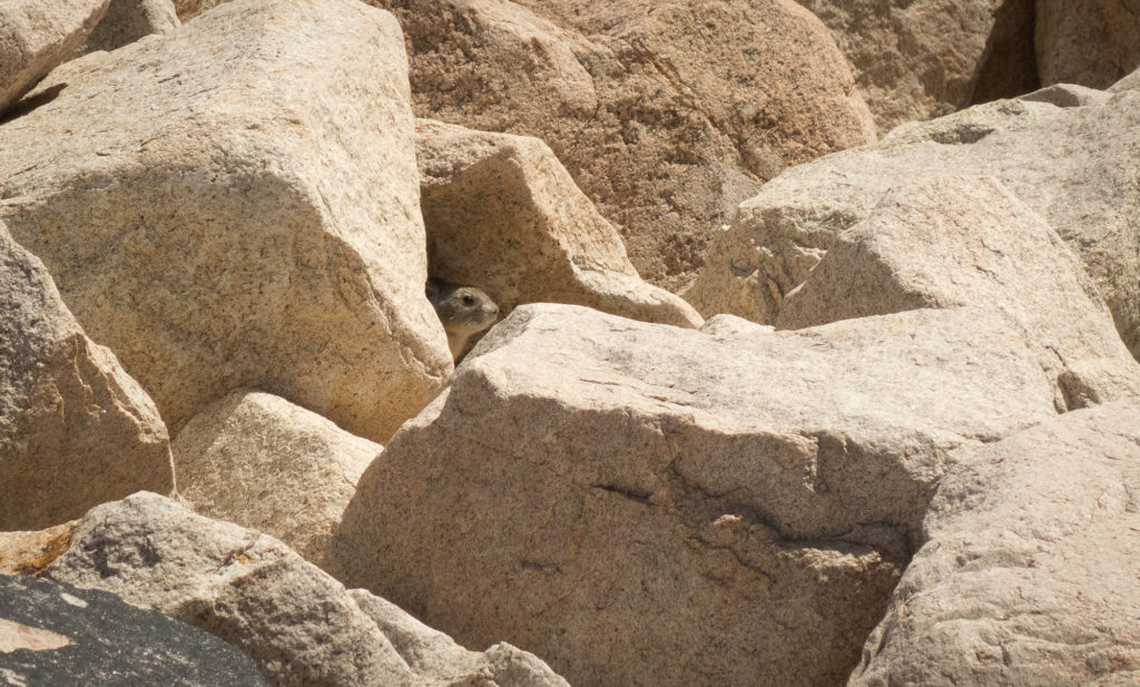 Pika