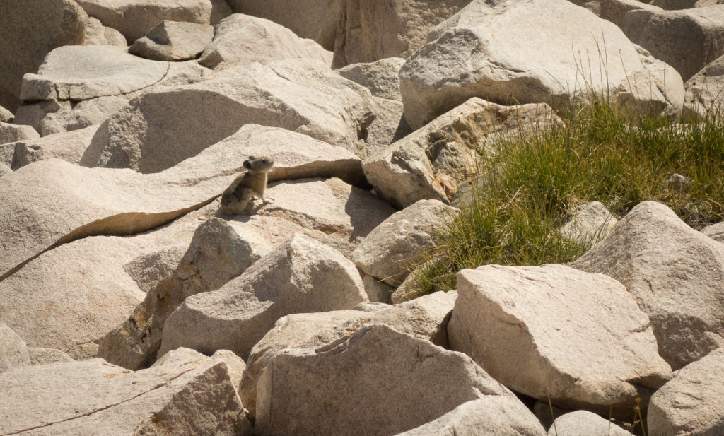 Pika