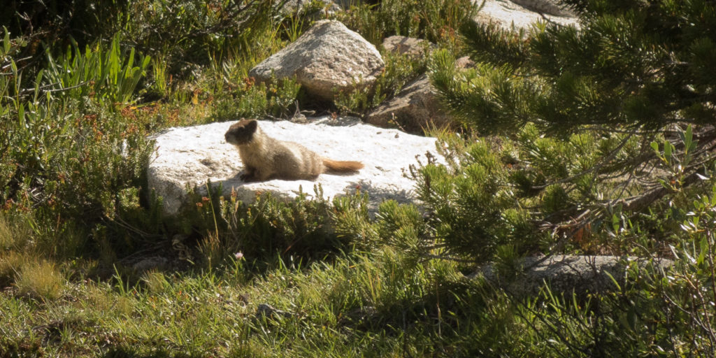 Marmot