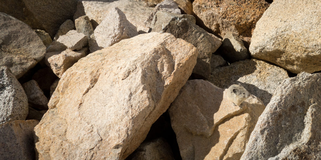 Pika on a rock